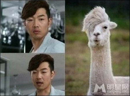 李钟赫与羊驼比发型