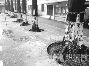 赵薇导演新片伤及“活化石”水杉 已向学校致歉