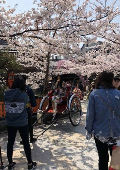 杨幂日本赏樱花