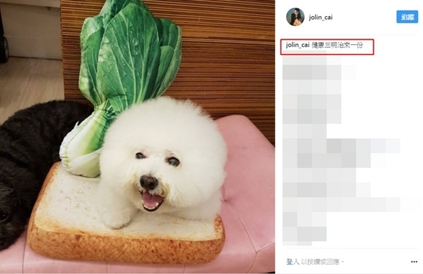 屋虎表情无辜又可爱