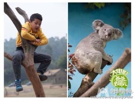 爸爸去哪儿石头上树成考拉 网友大呼何弃疗