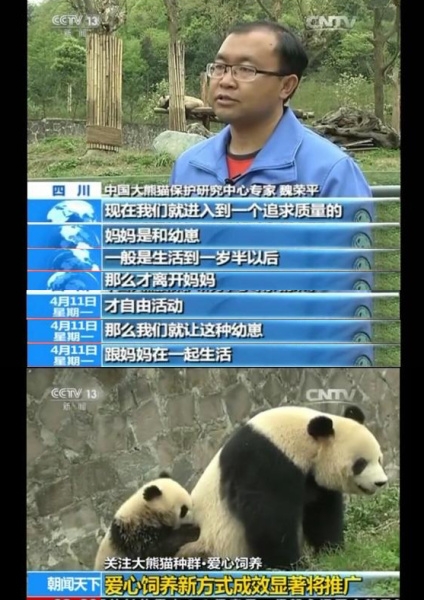 《熊猫奇缘》拍摄使熊猫被迫断奶 节目组受网友指责