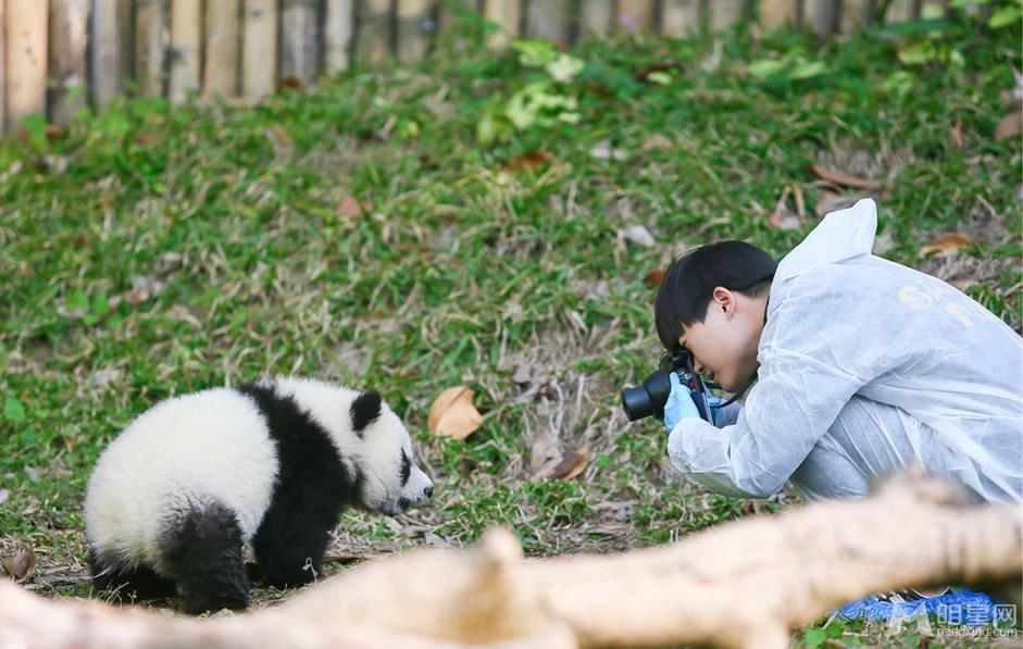 李宇春和熊猫比萌奇妙的朋友图集_图-6
