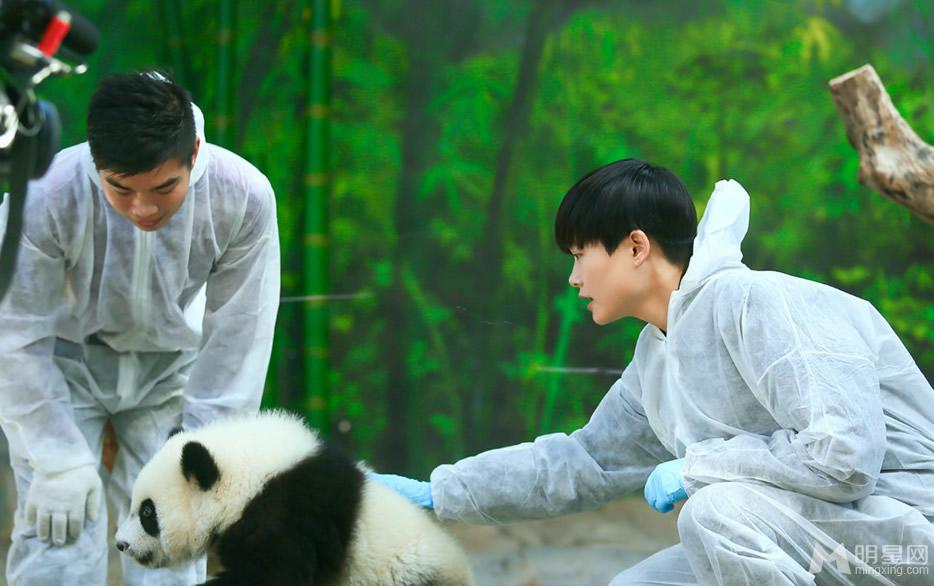 李宇春和熊猫比萌奇妙的朋友图集_图-14