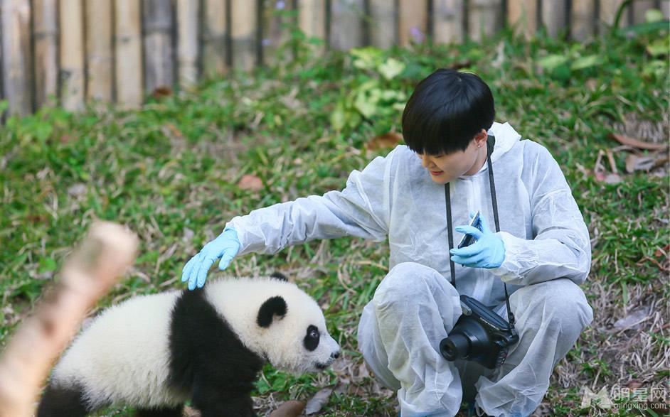 李宇春和熊猫比萌奇妙的朋友图集_图-3