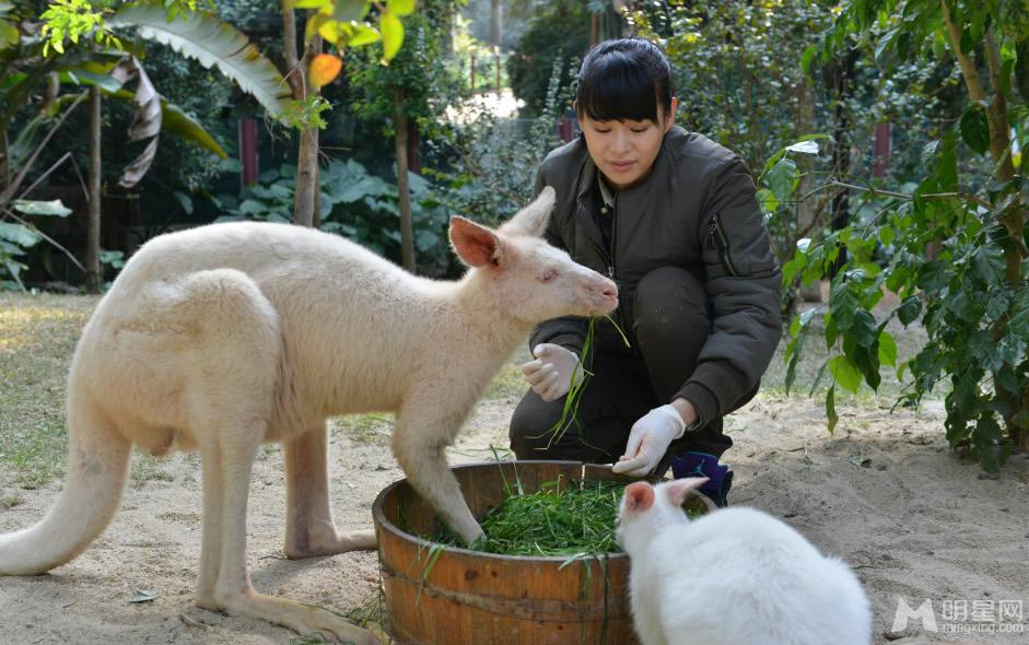 李宇春和熊猫比萌奇妙的朋友图集_图-13