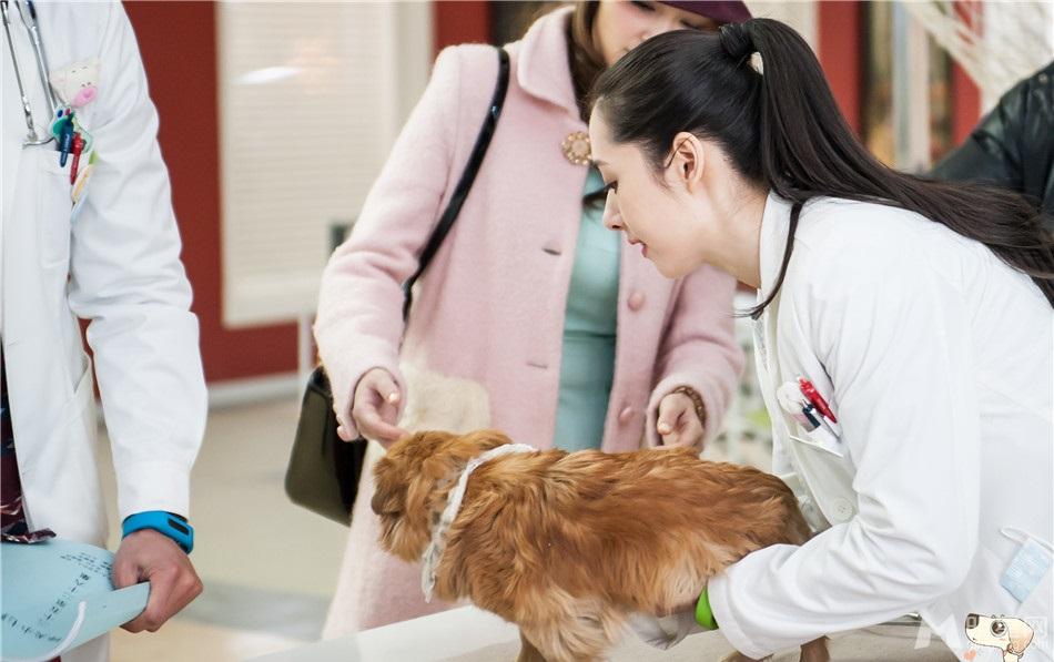 《神犬小七》郭碧婷剧照堪称完美女神_图-10