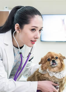 《神犬小七》郭碧婷剧照堪称完美女神